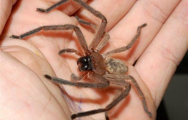 Australia's Spiders: Why Locals Aren't Even Scared Anymore