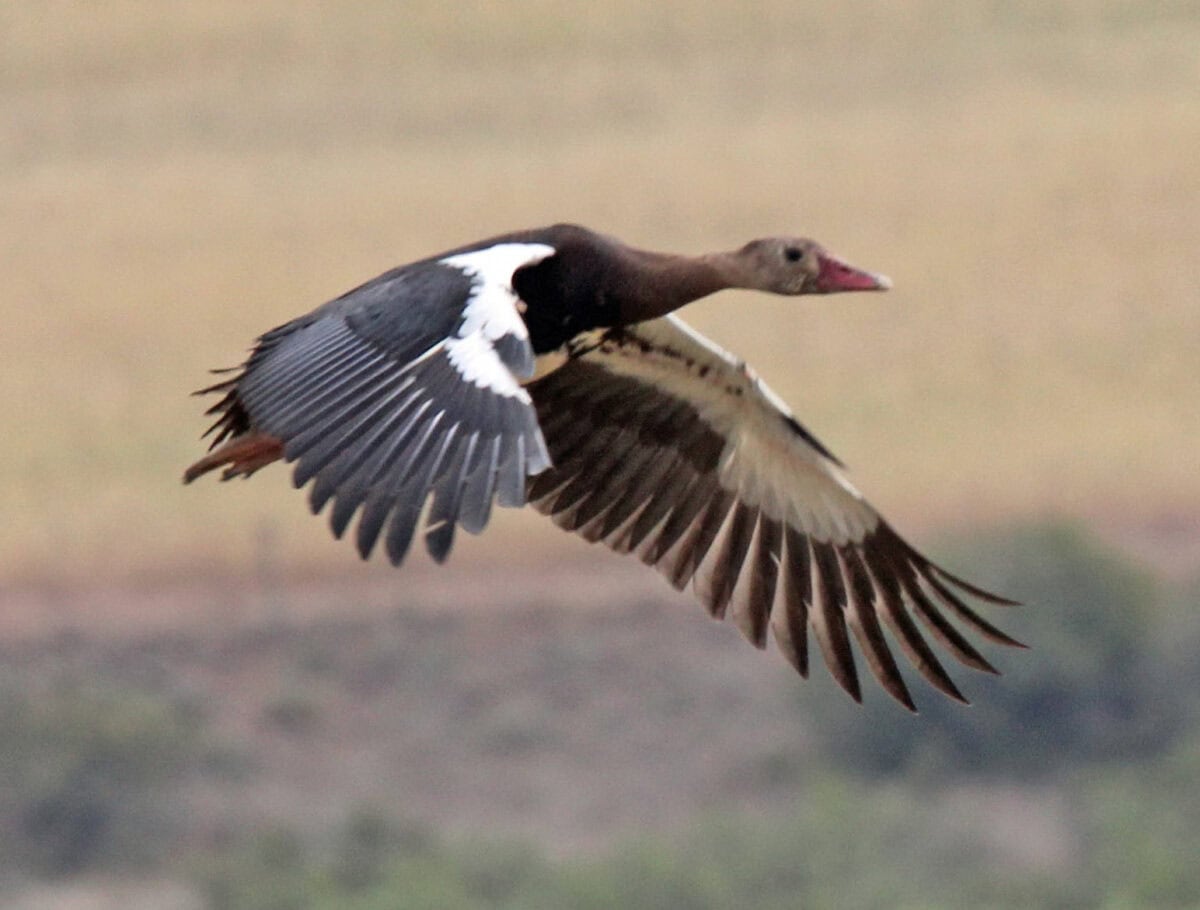 Africa's Feathered Killer