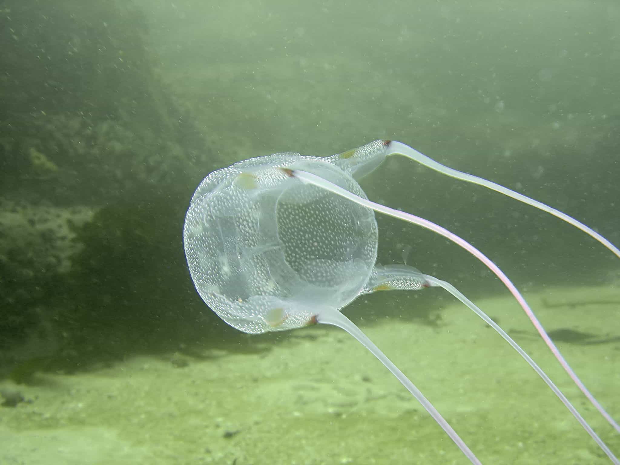 Australia's Underwater Assassin (image credits: wikimedia)