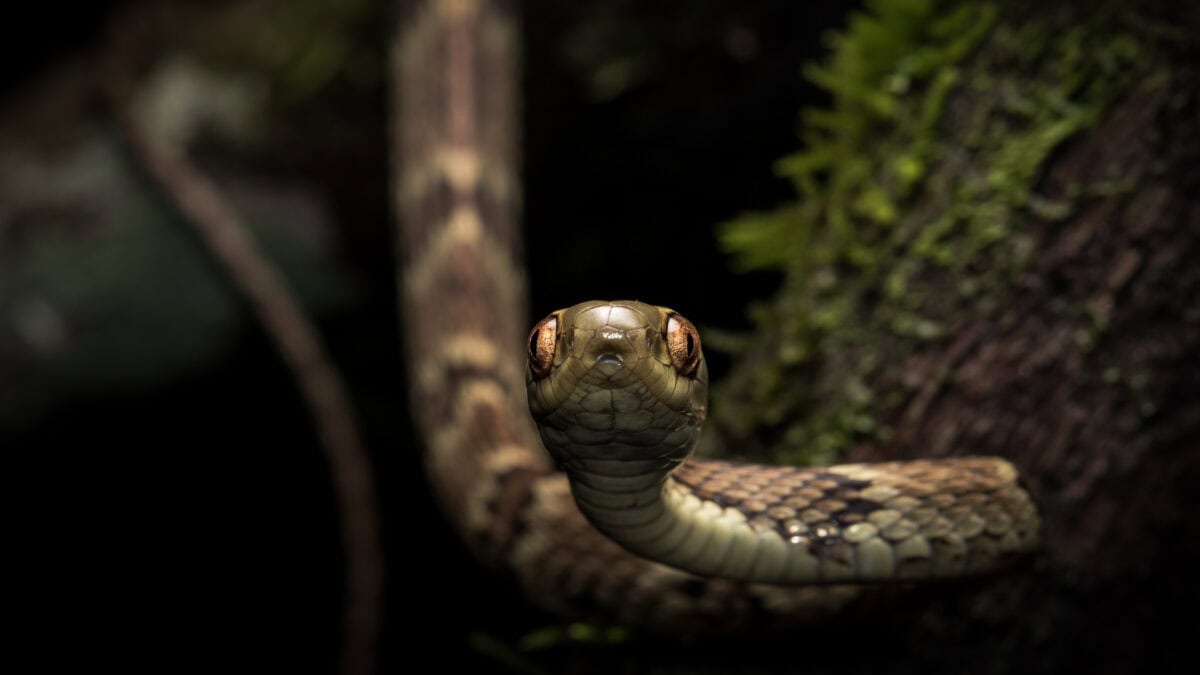 The Evolutionary Arms Race