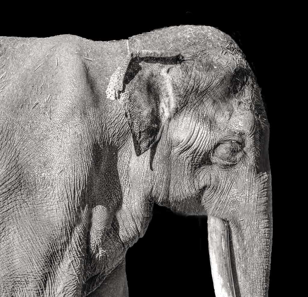 The Tragic End of a Legend (image credits: flickr)