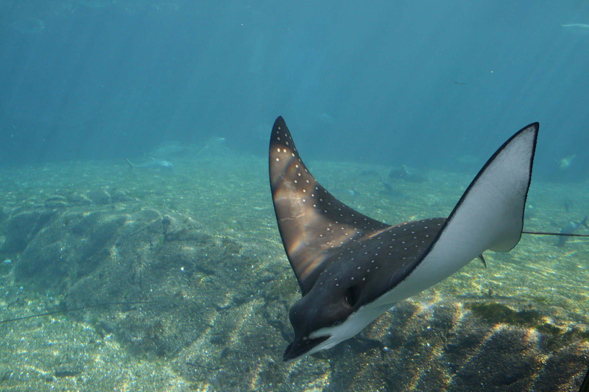 9. Spotted Eagle Rays (image credits: wikimedia)