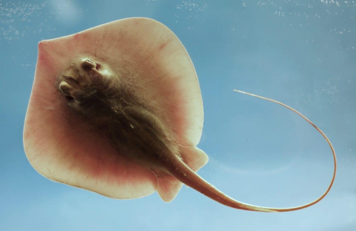 6. Atlantic Stingrays