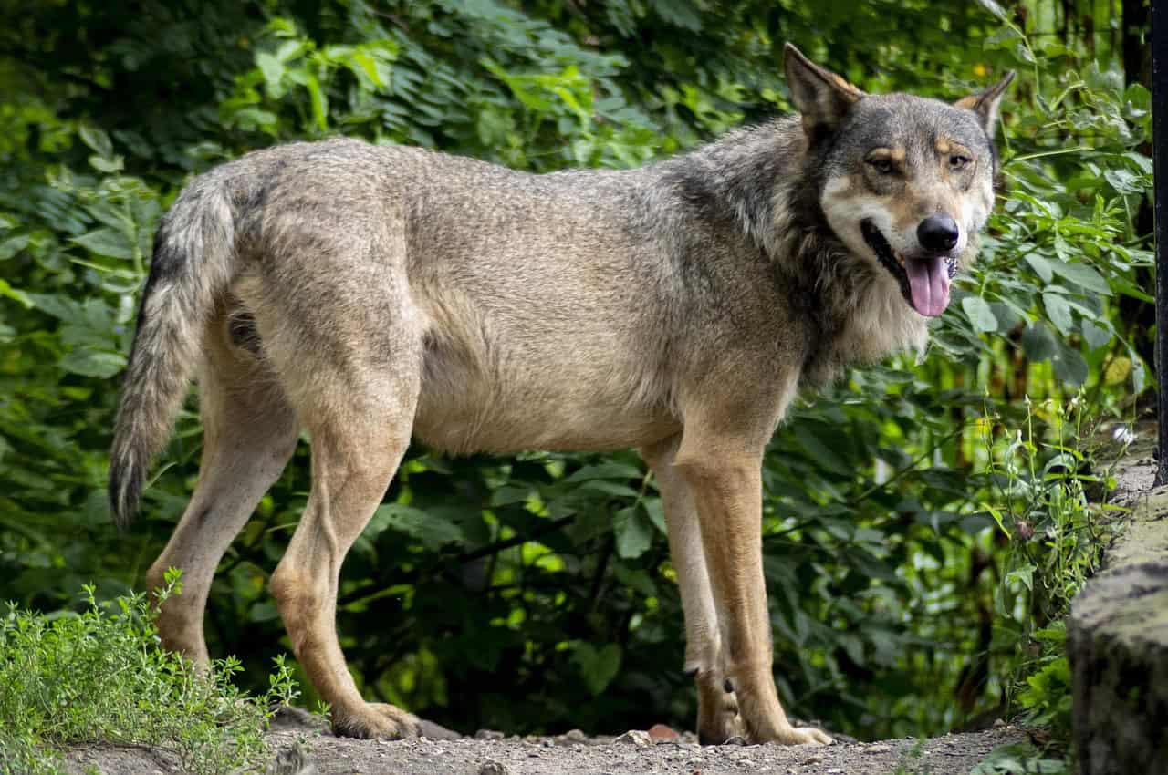 When Predators Become Neighbors: Daily Encounters (image credits: pixabay)