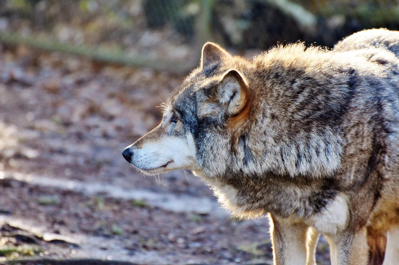 Behavioral Adaptations: Learning to Live with Humans (image credits: pixabay)