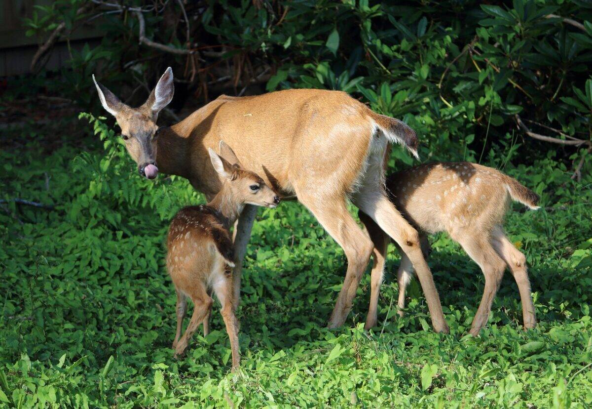 The Deer Factor: An Abundant Food Source