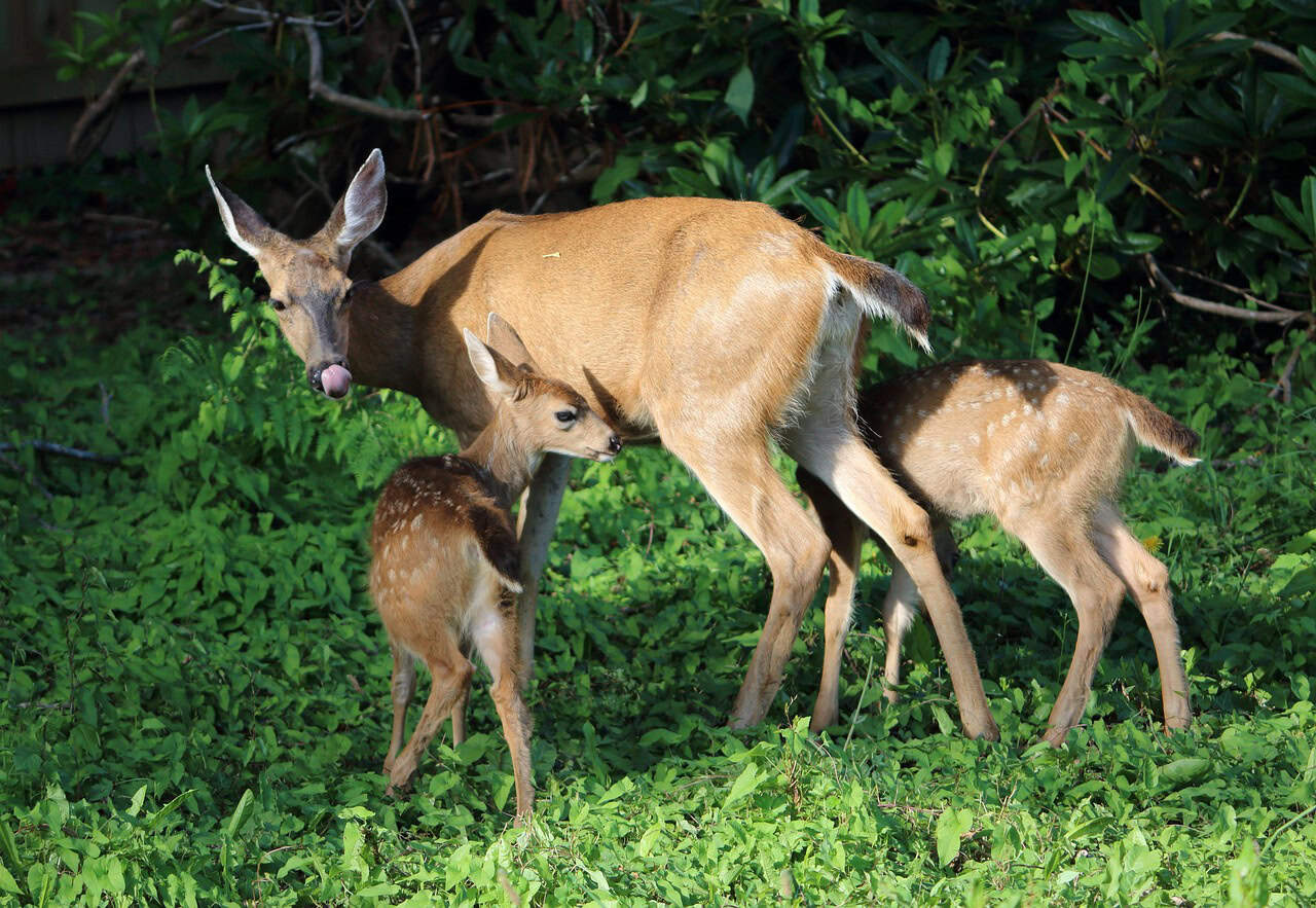 The Deer Factor: An Abundant Food Source (image credits: pixabay)