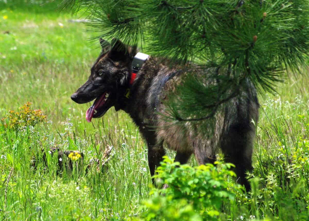 Scientific Research Opportunities: Studying Urban Wolf Behavior