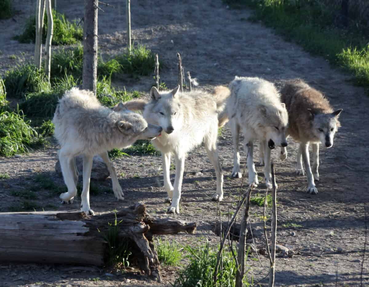 Seasonal Variations: How Weather Affects Wolf Behavior