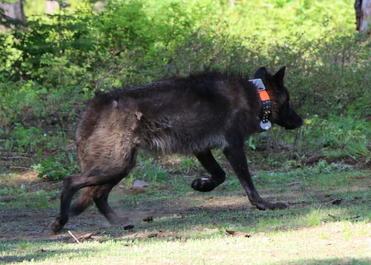 Technology and Tracking: Modern Tools for Ancient Predators
