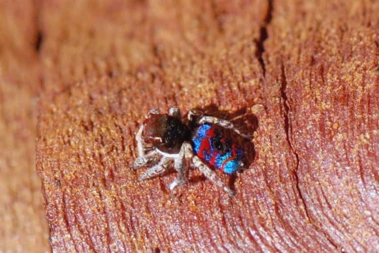 11 Peacock Spider (image credits: wikimedia)