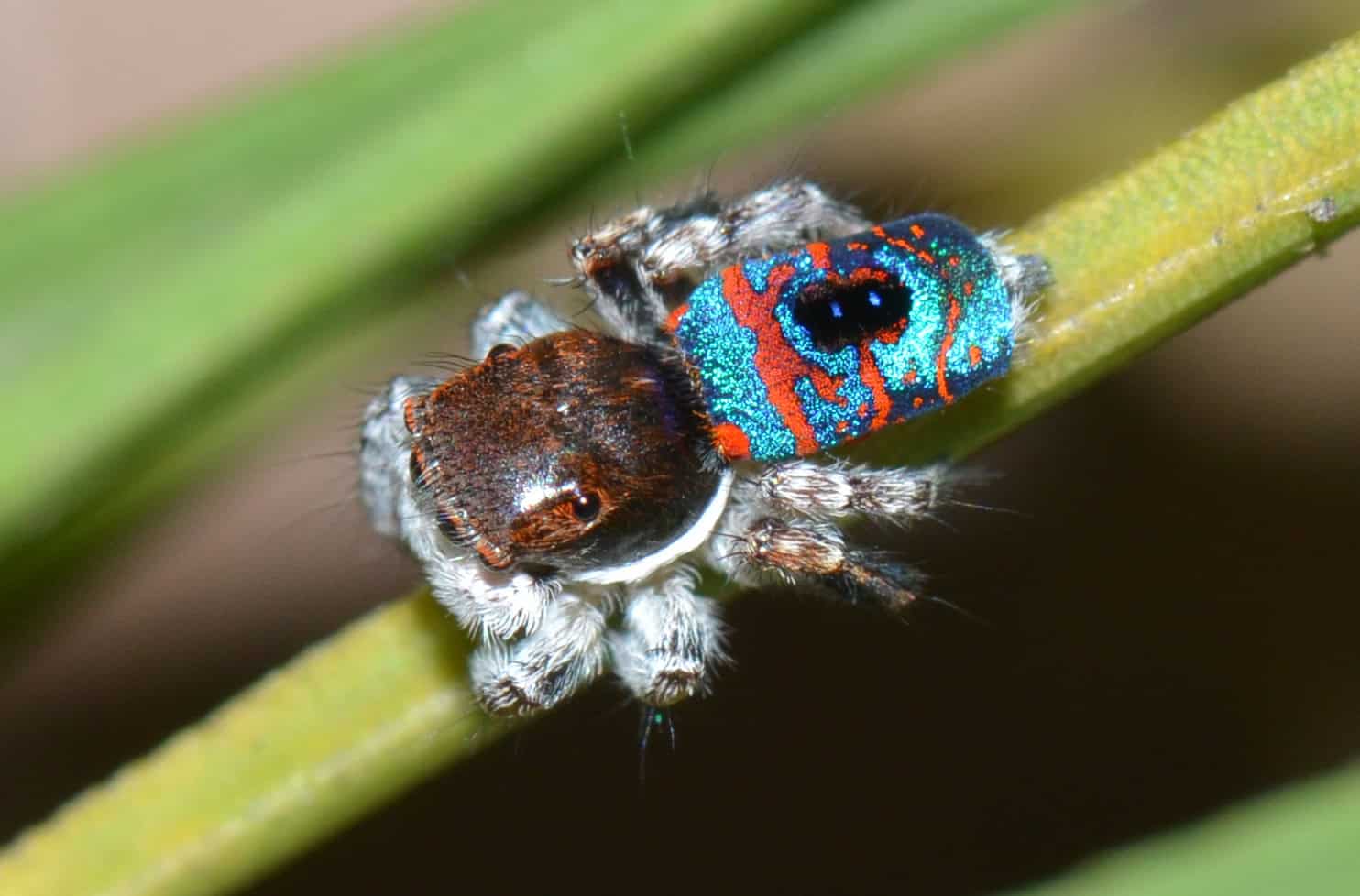 9 Maratus Volans (image credits: wikimedia)