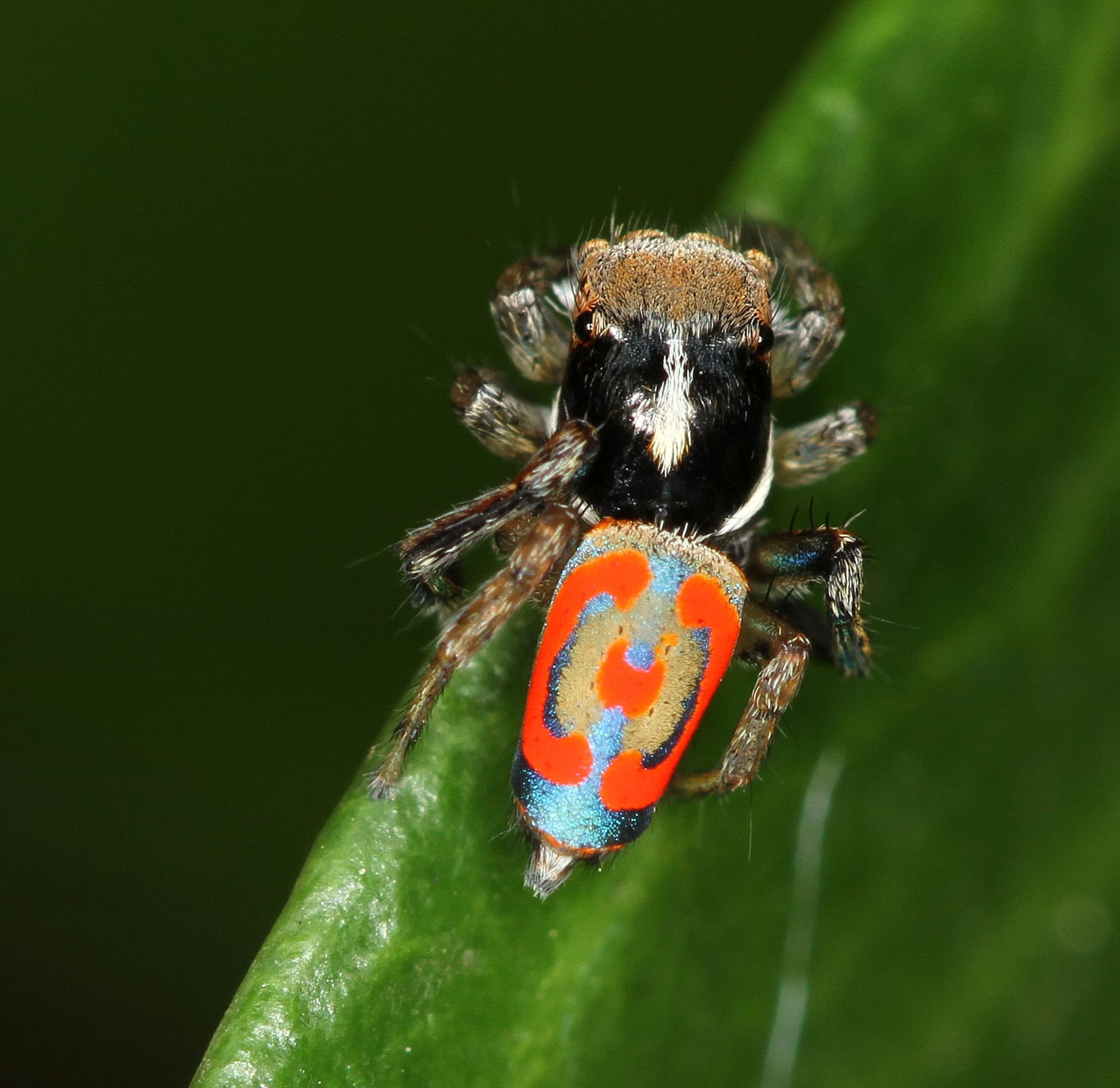 4. Peacock Spider (image credits: wikimedia)