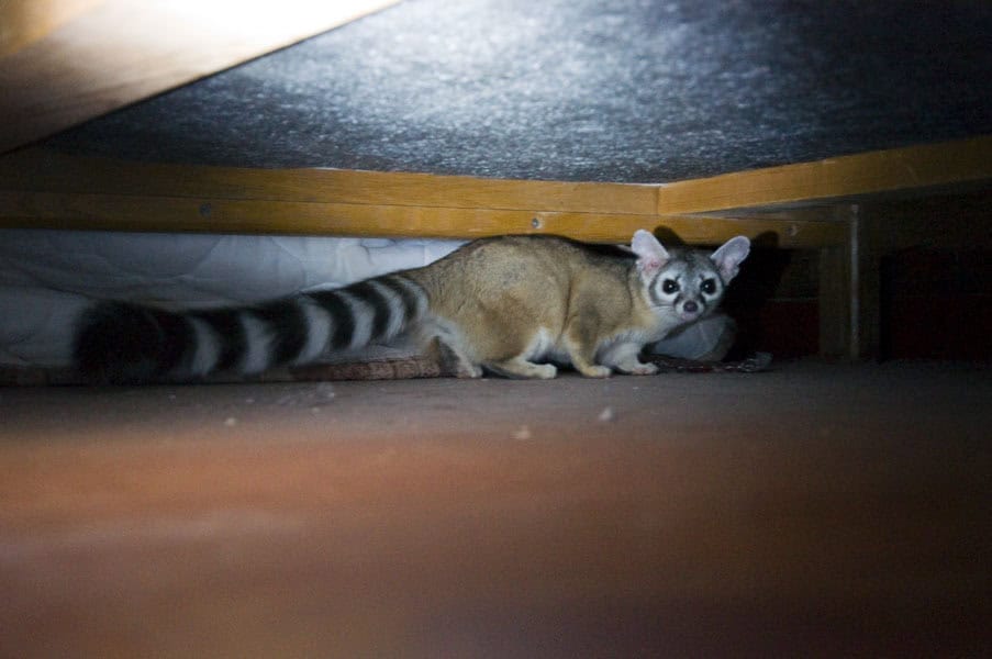 1. Arizona Ringtail (image credits: wikimedia)