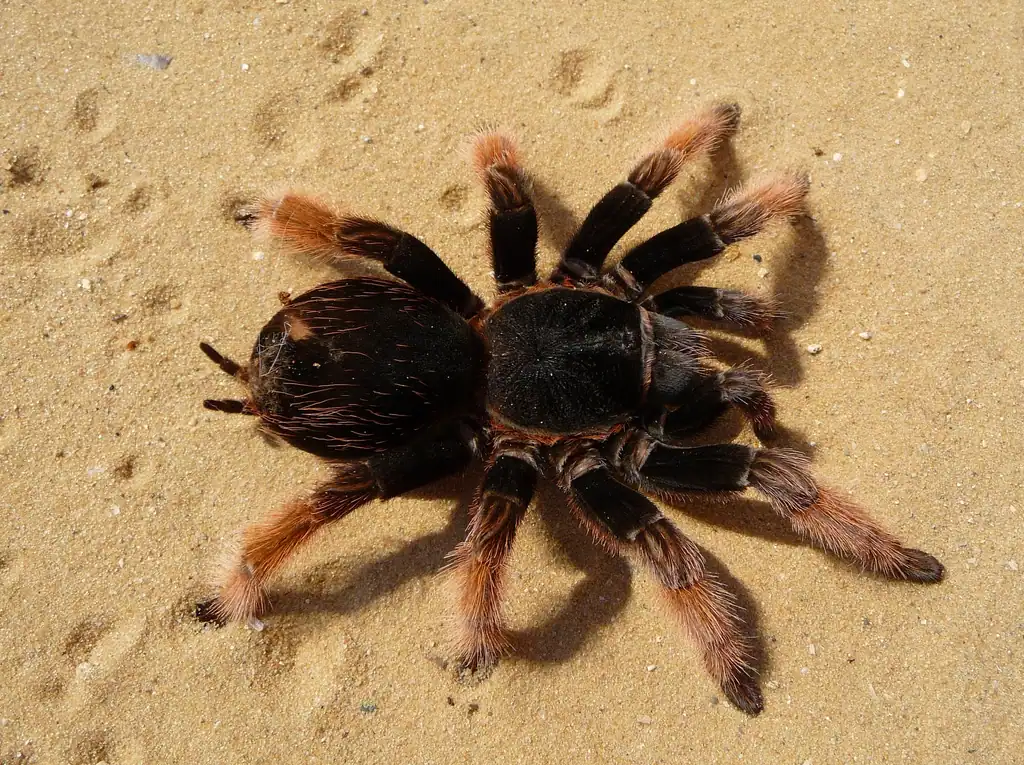4. Tarantulas (image credits: rawpixel)