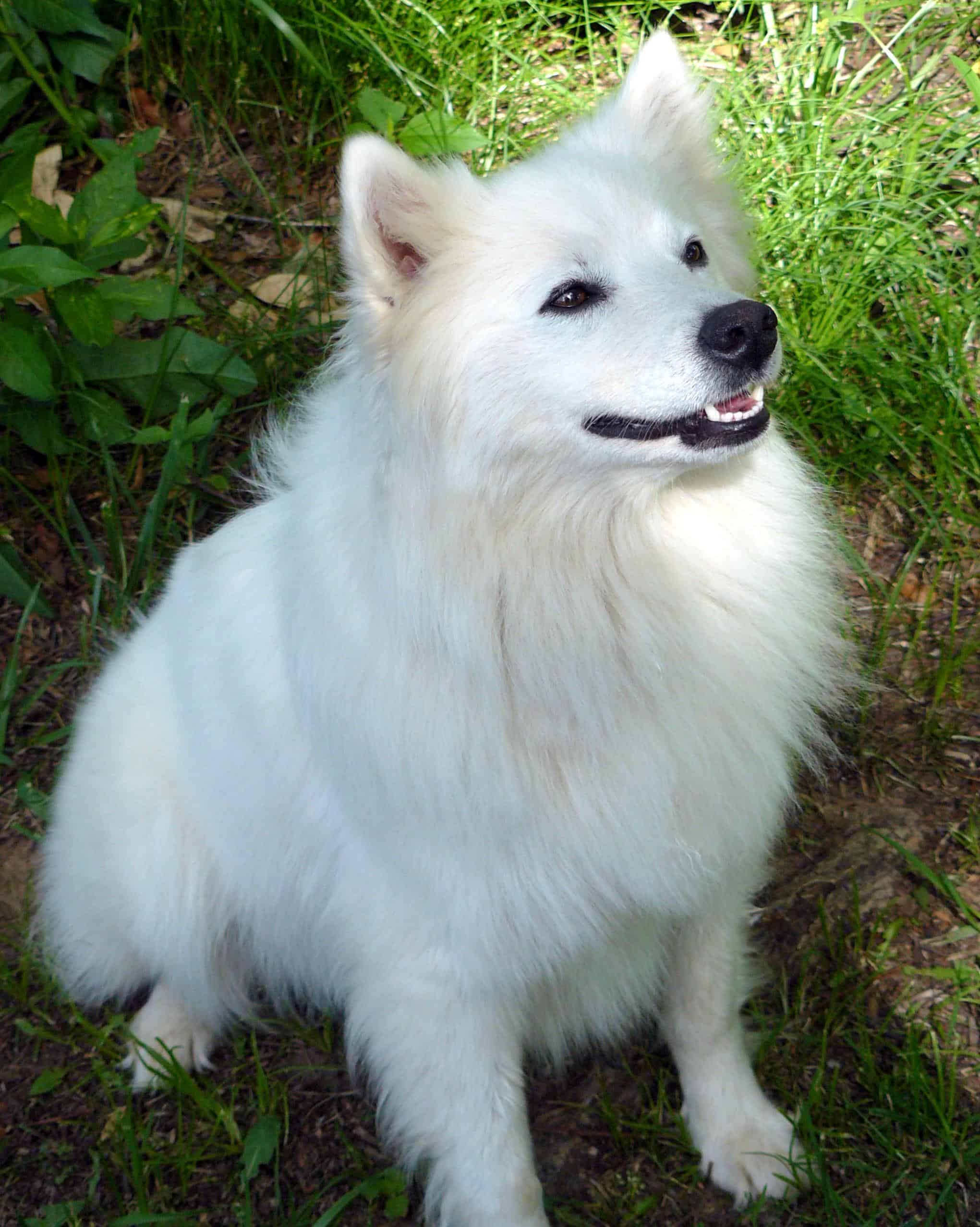 3. Ghostly Dogs (image credits: wikimedia)