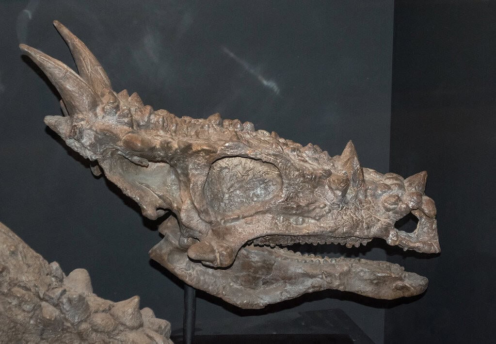 Dracorex: The Dragon That Never Grew Up (image credits: flickr)