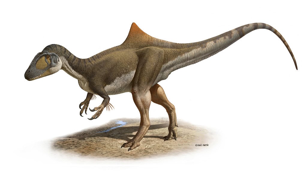 Concavenator: The Humped Predator with Primitive Wings (image credits: flickr)