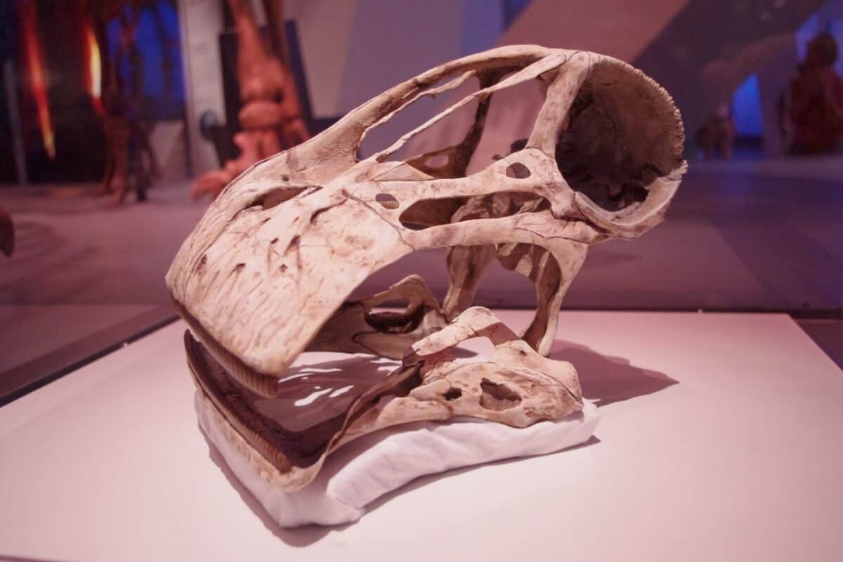 Nigersaurus: The Lawnmower Dinosaur with 500 Teeth