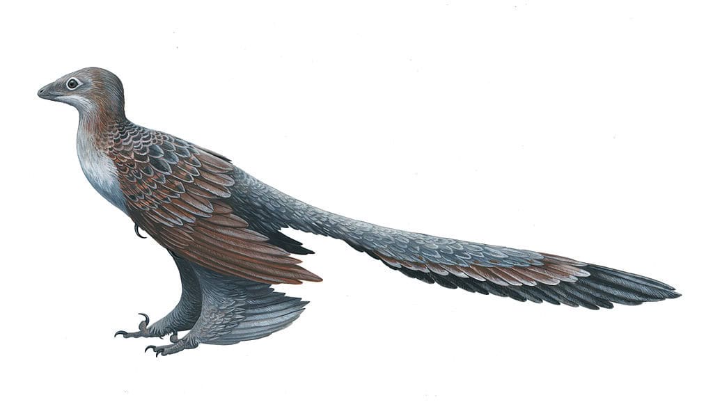 Microraptor: The Four-Winged Glider (image credits: flickr)