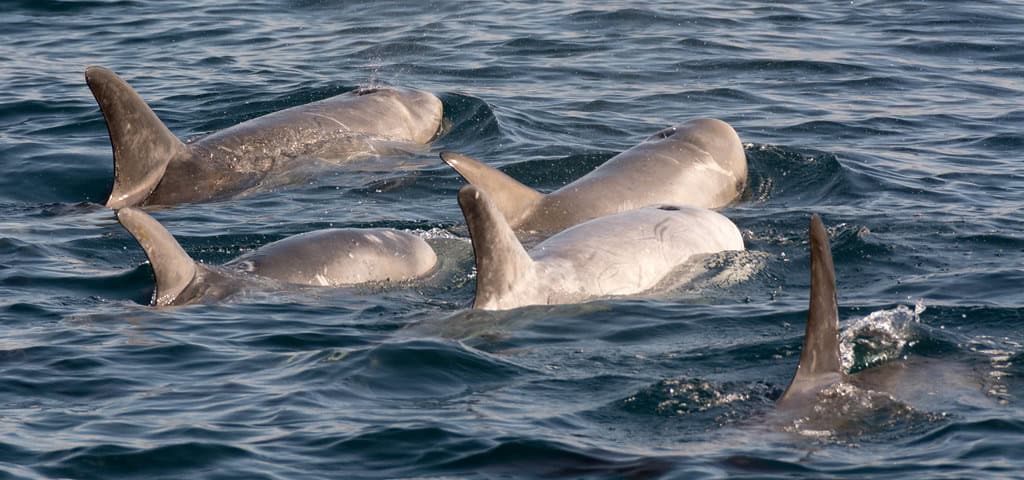 The Sacred Groves of Dolphin Worship (image credits: flickr)