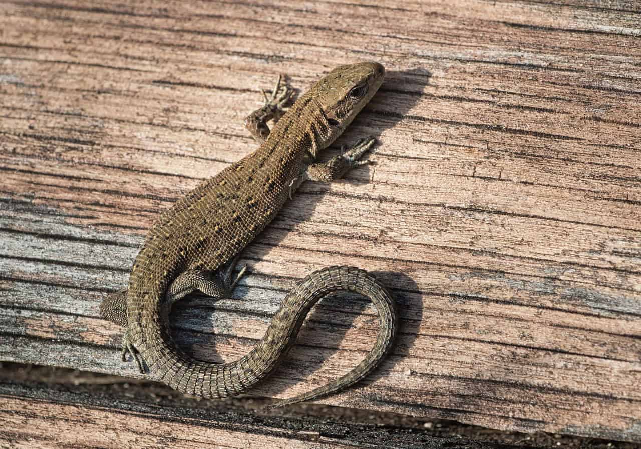 The Extraordinary Common Lizard (image credits: pixabay)