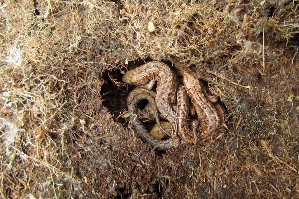 Hibernation and Overwintering Mechanisms (image credits: flickr)