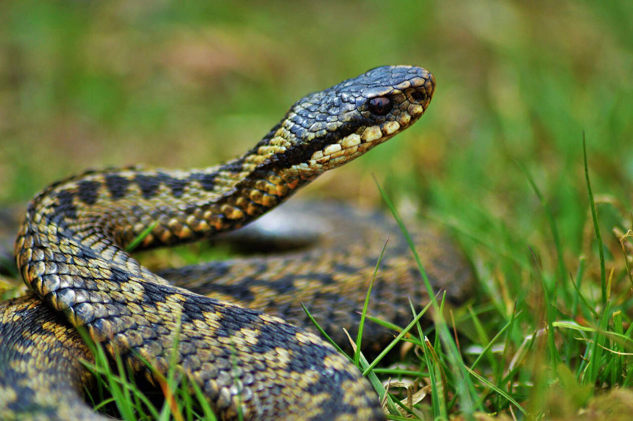 Comparison with Other Cold-Tolerant Reptiles (image credits: pixabay)
