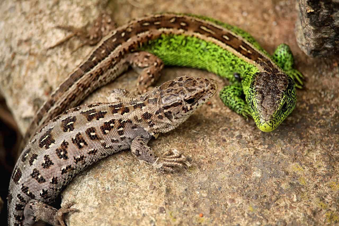Implications for Understanding Reptilian Evolution (image credits: pixabay)