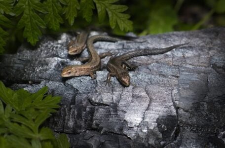 The Coldest-Blooded Reptile That Can Survive Snow