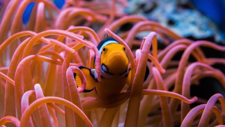 13 Fascinating Facts About Clownfish You Didn’t Learn from Finding Nemo
