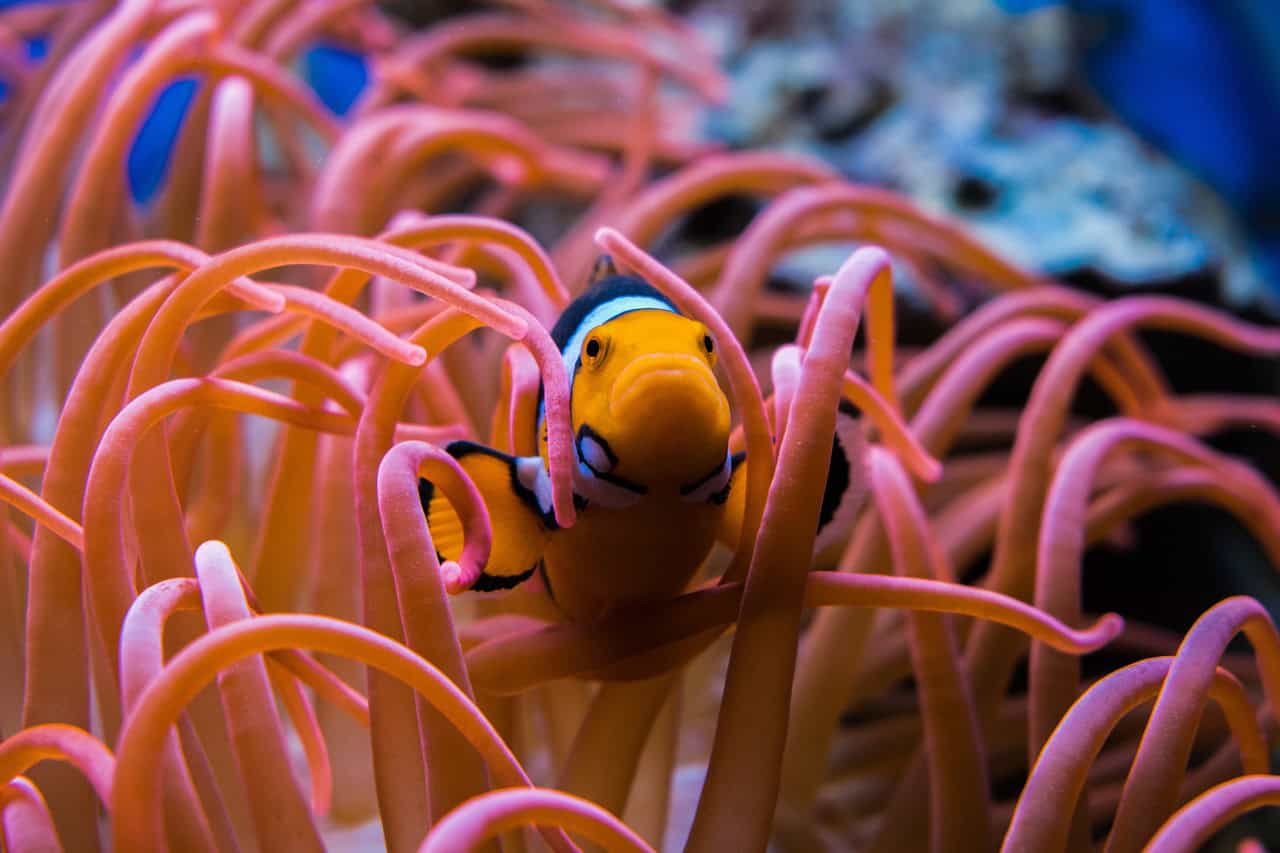 The Clownfish Revolution: From Nemo to Female Leader (image credits: pixabay)
