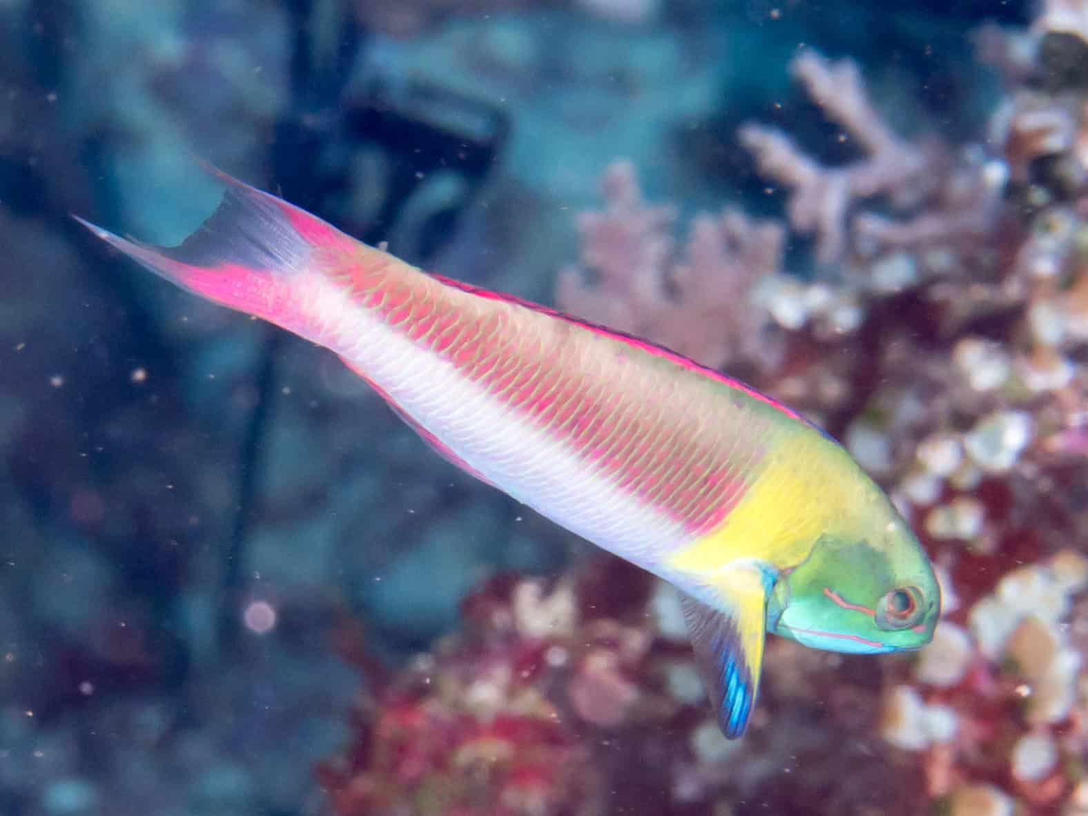 Wrasse Warriors: The Ultimate Gender Flexibility (image credits: wikimedia)