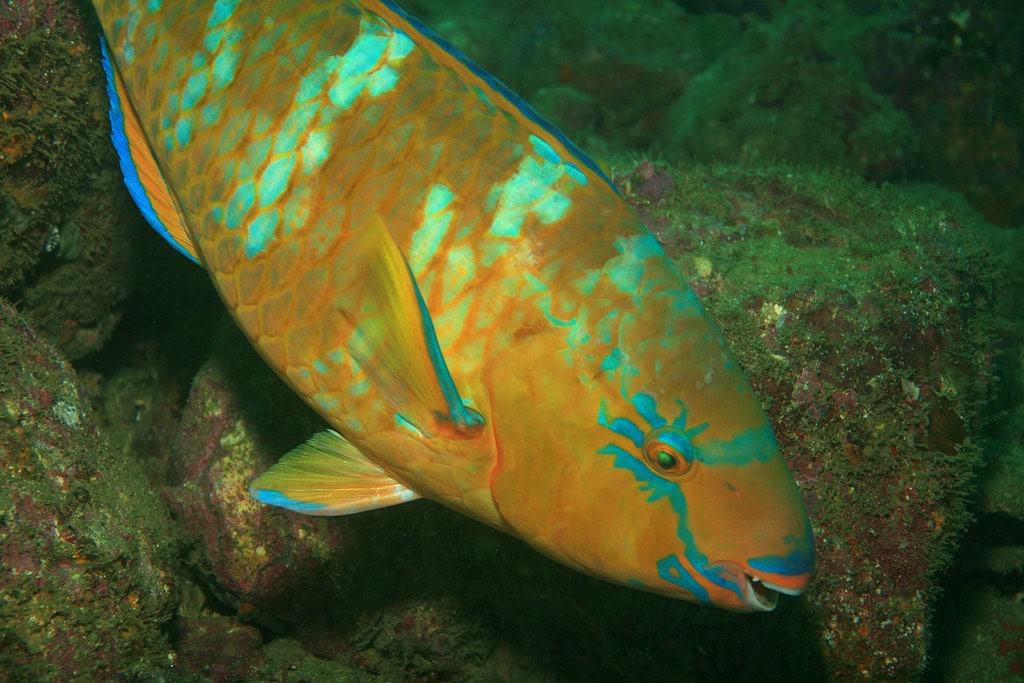 Parrotfish: The Colorful Chameleons of the Reef (image credits: flickr)