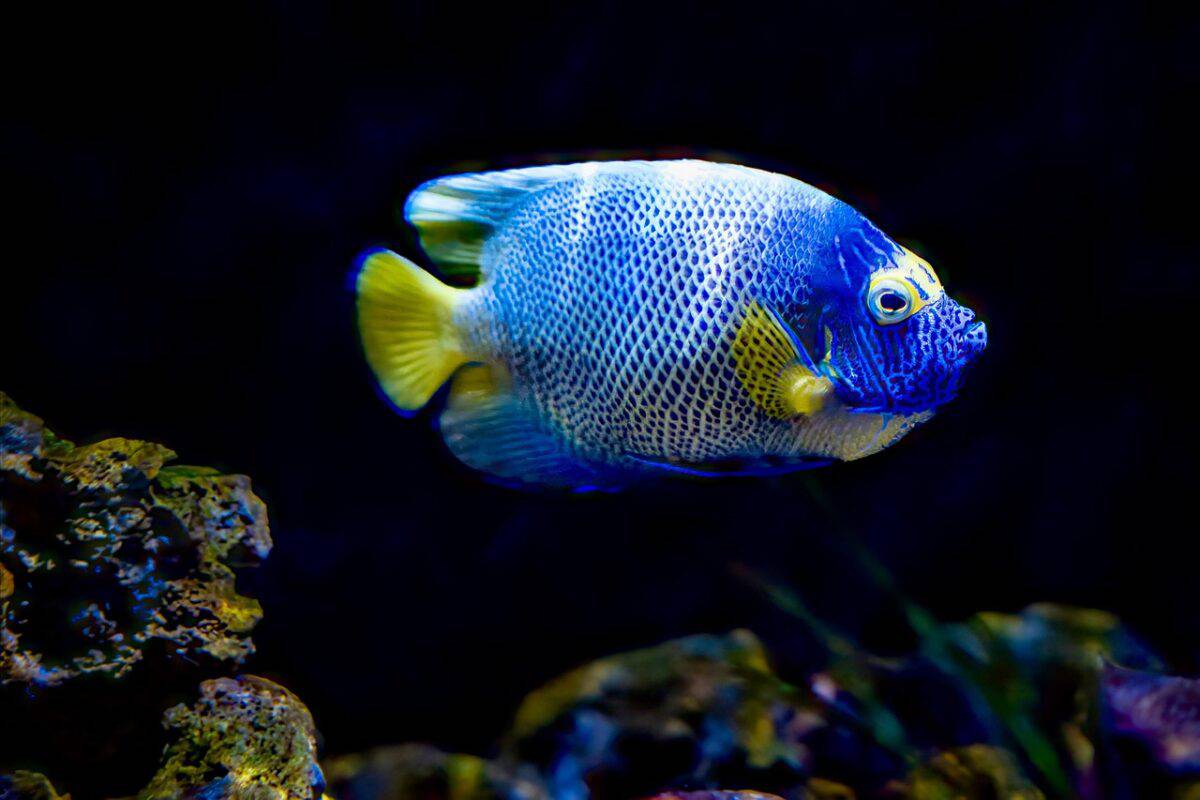 Angelfish Aristocracy: Hierarchy Drives Change