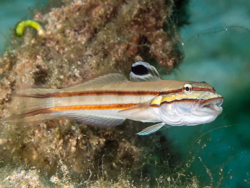 Gobies: The Masters of Bidirectional Change (image credits: flickr)