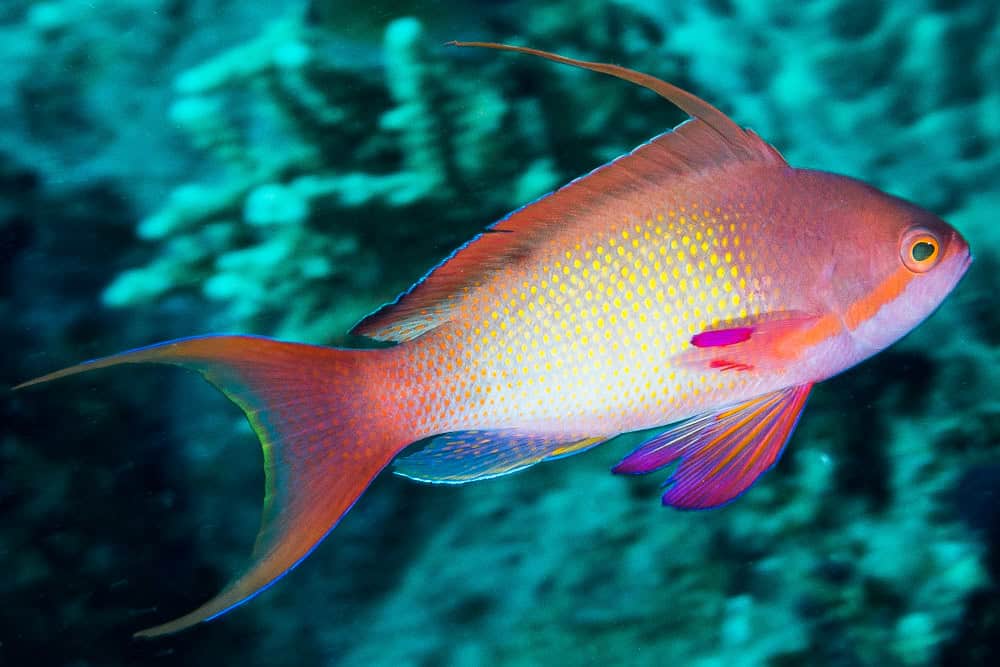Anthias: The Underwater Choreographers (image credits: flickr)