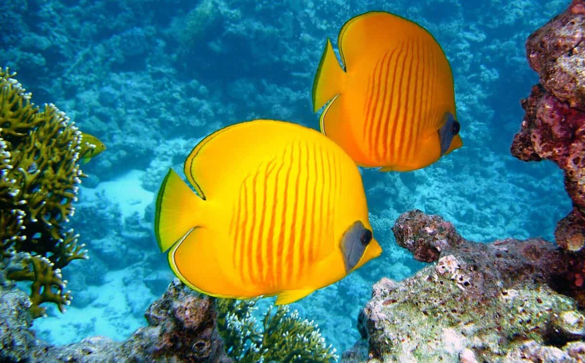 Butterflyfish: Partnership and Flexibility