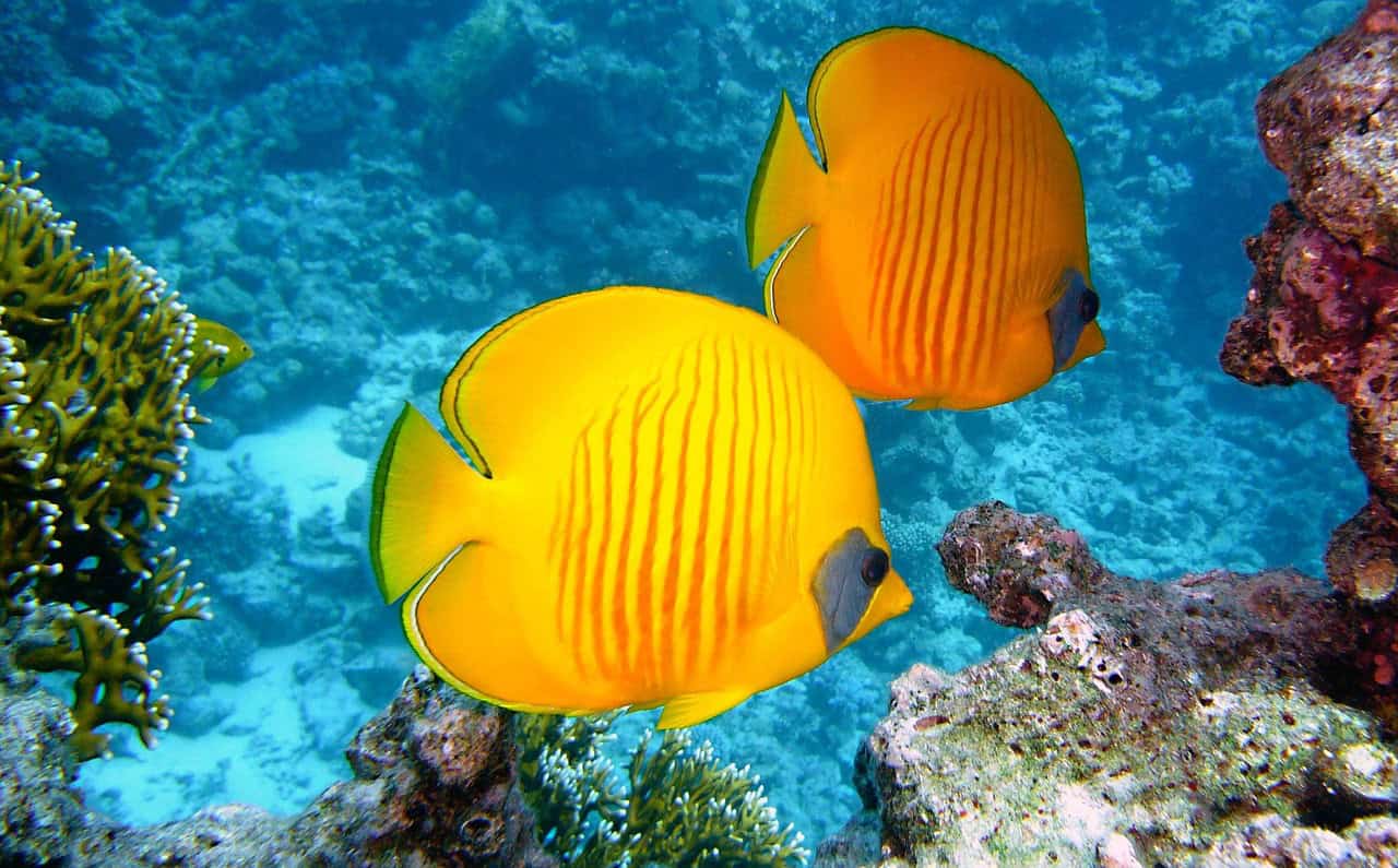 Butterflyfish: Partnership and Flexibility (image credits: pixabay)