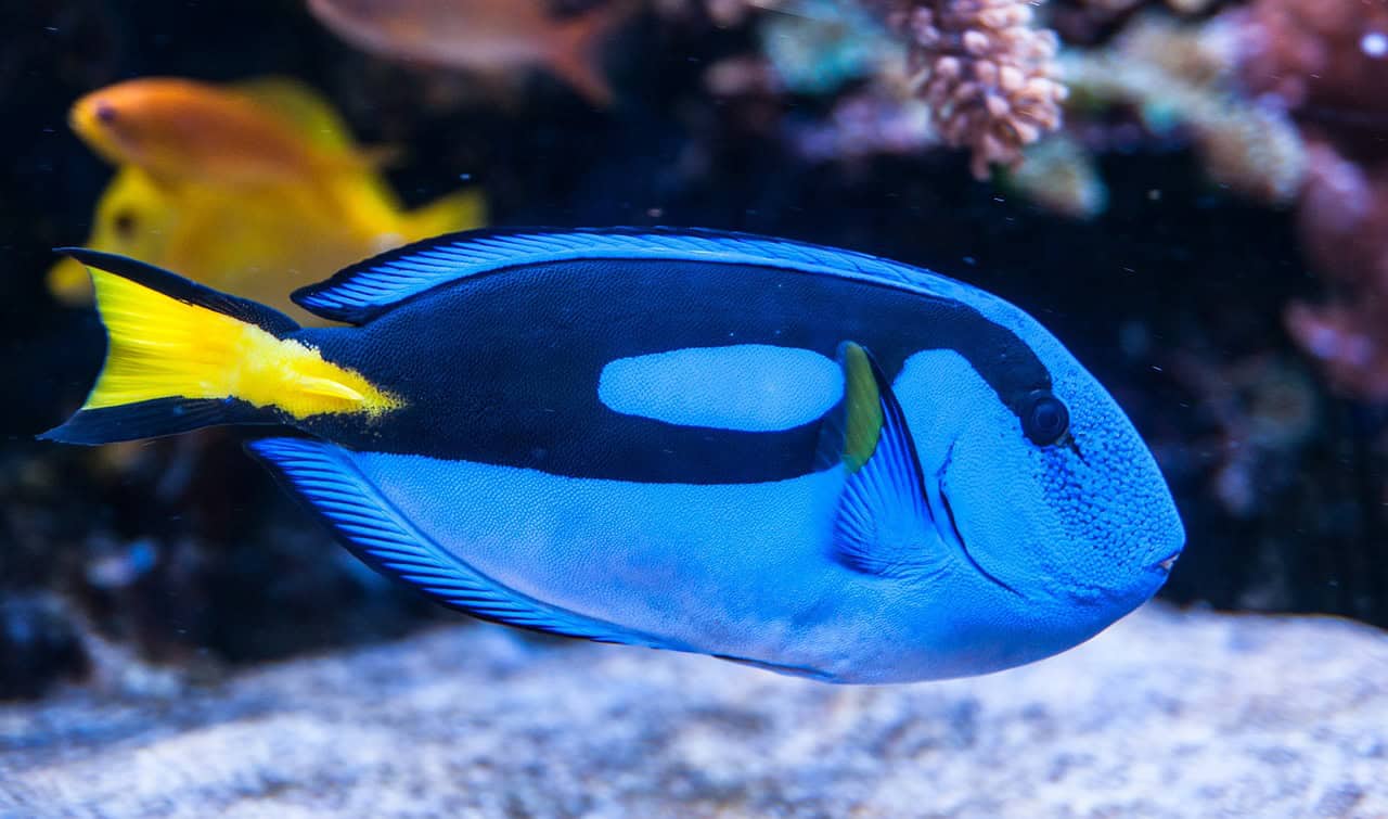 Surgeonfish: The Timing Specialists (image credits: pixabay)