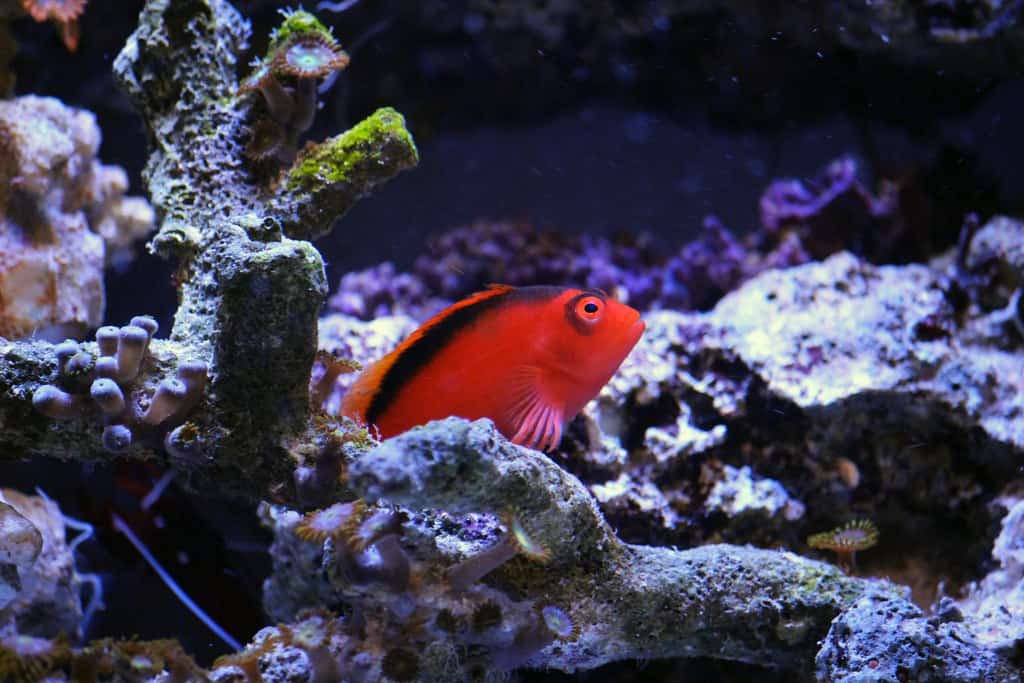 Hawkfish: Opportunistic Adapters