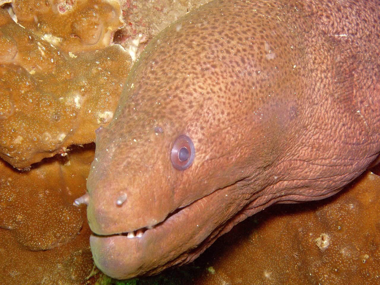 Moray Eels: The Mysterious Transformers (image credits: pixabay)