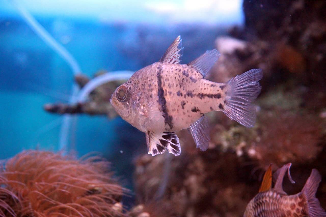 Cardinalfish: The Mouthbrooding Changers (image credits: pixabay)