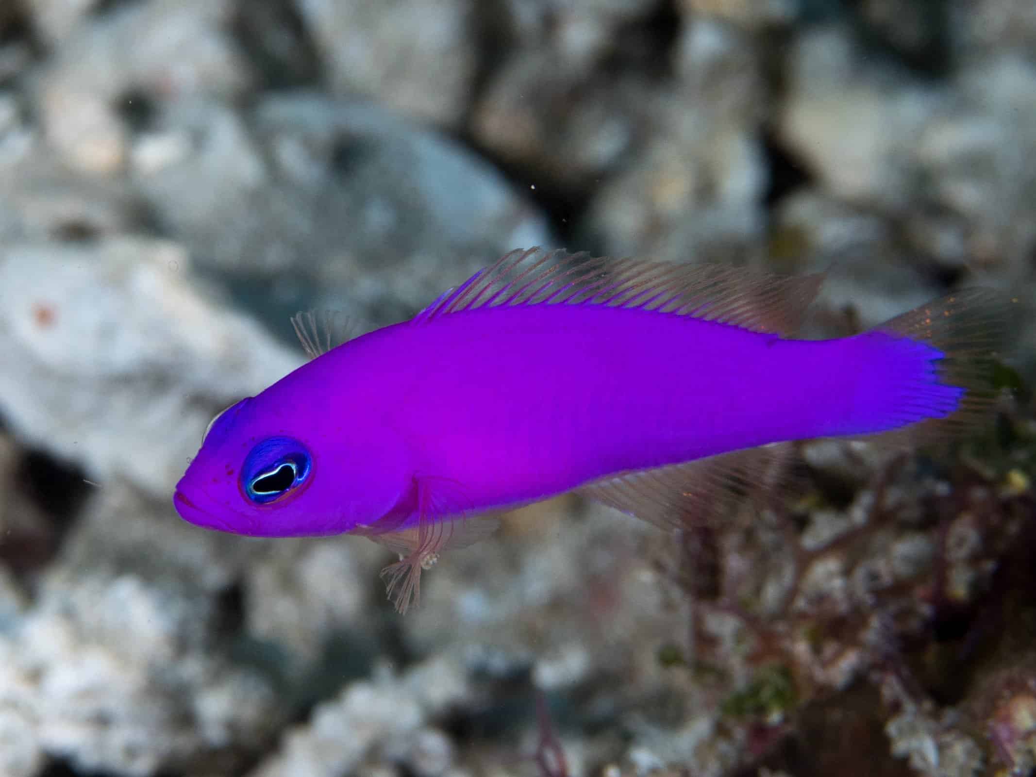 Dottybacks: The Aggressive Adapters (image credits: wikimedia)