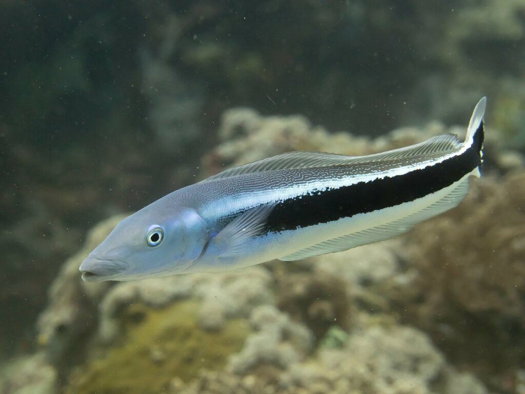 Tilefish: The Burrow Builders (image credits: flickr)
