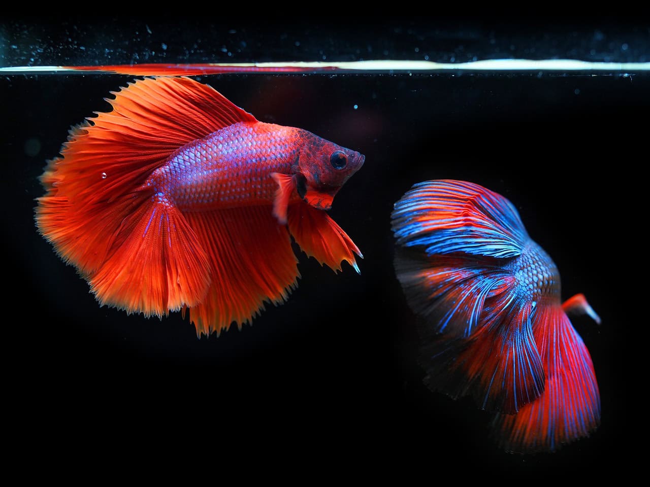 The Evolutionary Advantage: Why Gender Change Works (image credits: pixabay)