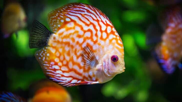 These Fish Change Gender to Survive