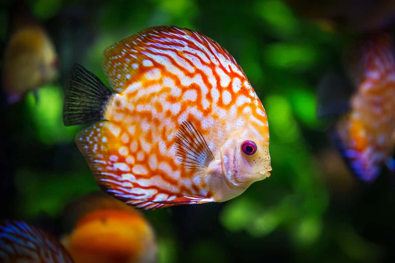 These Fish Change Gender to Survive - Animals Around The Globe