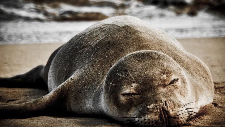 The Seal People: Selkie Legends of Scotland and Ireland