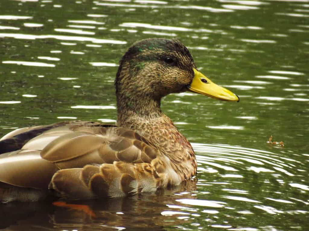 Birds: Aerial Surveillance While Resting (image credits: flickr)